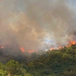 Kocaeli’de orman yangını çıktı