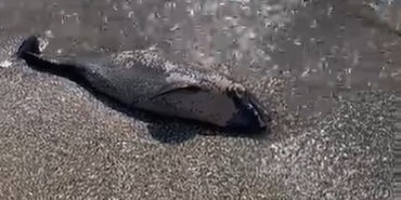 Sahilde ölü yunus bulundu