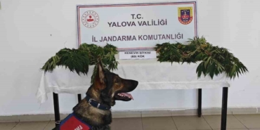 Yalova’da yasa dışı kenevir ekimi yapan zanlı tutuklandı