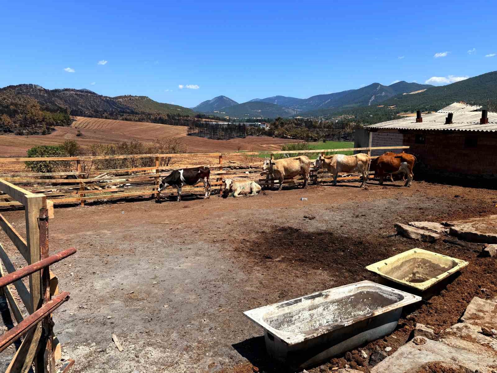 Köy sakininin ahırı belediye çalışanları tarafından yeniden inşa edildi