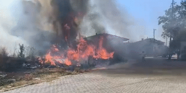 Yalova’da zeytinlikte yangın