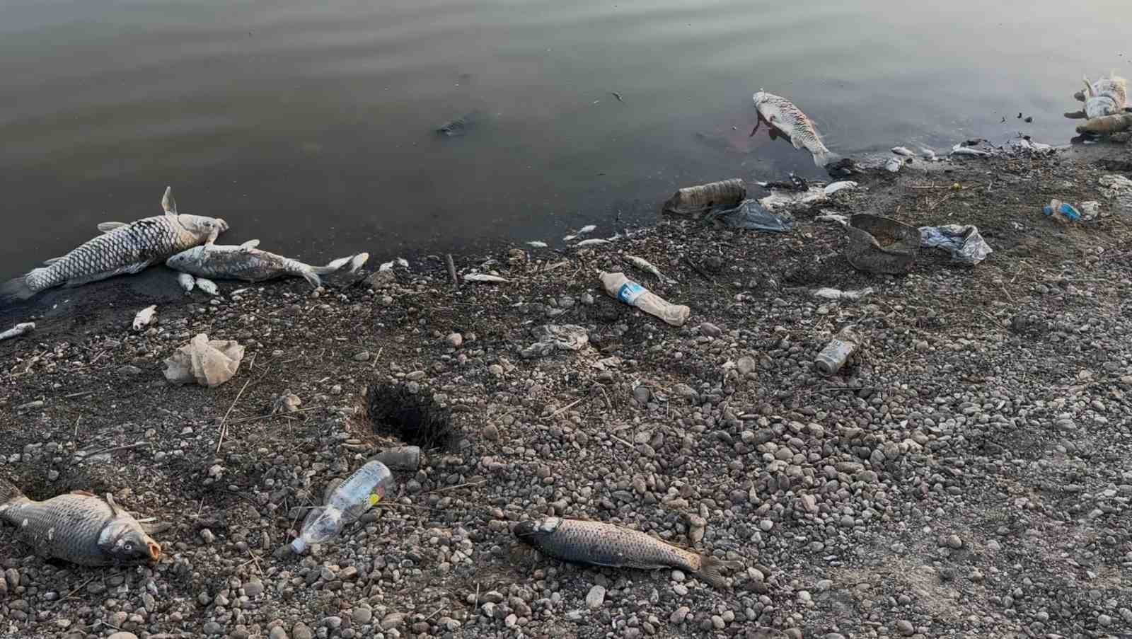 Kuraklığın vurduğu Yeşilsırt Barajı’nda balık ölümleri başladı