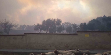 Tekirdağ Şarköy’deki orman yangınına havadan ve karadan müdahale sürüyor