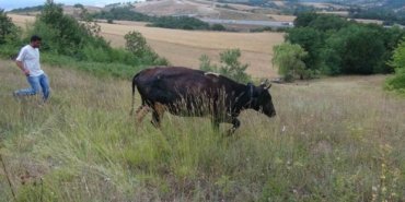 Gebe inek definecilerin kazdığı kuyuya düştü: Kurtarmak saatler sürdü