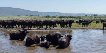 Afrika savanasını andıran görüntüler Bursa’dan