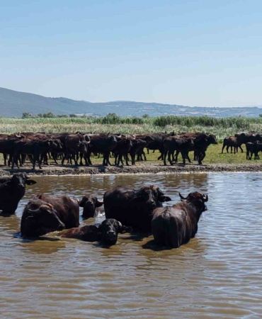 Afrika savanasını andıran görüntüler Bursa’dan