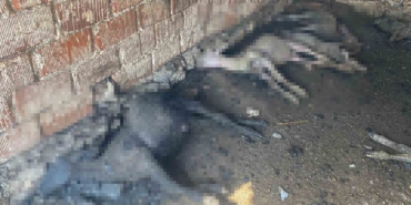 Çanakkale’de çıkan orman yangınında damlar yandı, hayvanlar telef oldu