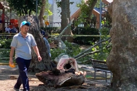 Çınar ağacının kırılan dalı üzerine düşen kişi hayatını kaybetti