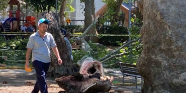 Çınar ağacının kırılan dalı üzerine düşen kişi hayatını kaybetti