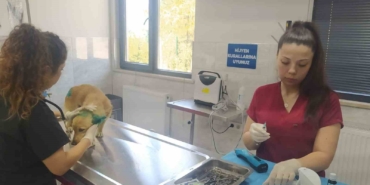 Orman yangınlarından etkilenen hayvanlara belediye şefkati