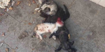 Yavru kediler öldürülmüş olarak bulundu: 1 gözaltı