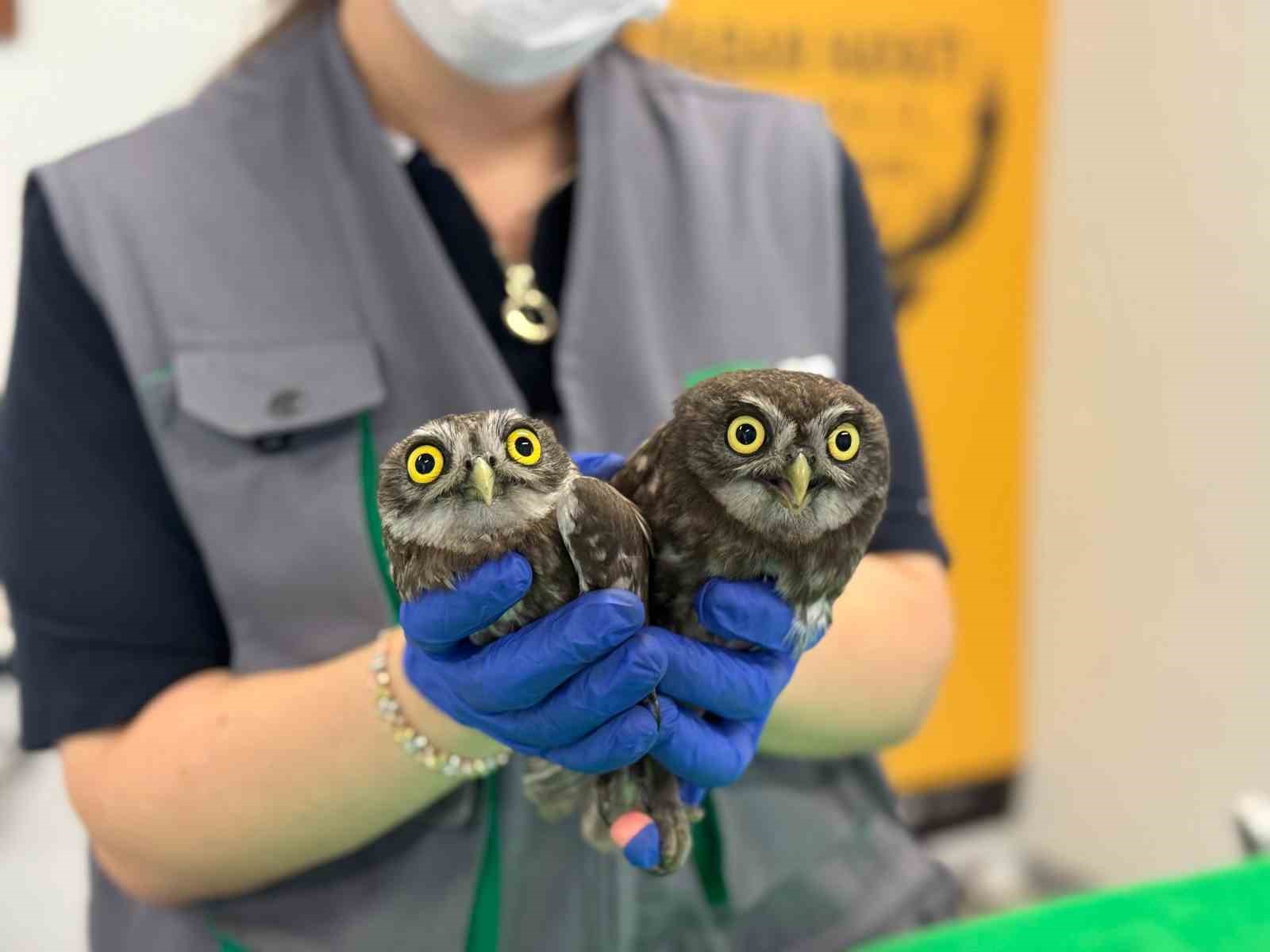 Bacadan kurtarılan baykuşlar Ormanya’ya teslim edildi