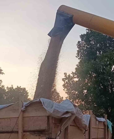 Tarım şehri Bilecik’te arpa ve buğday bereketi