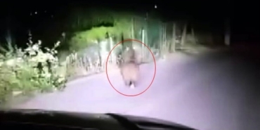 Yola inen yavru ayı cep telefonu ile görüntülendi