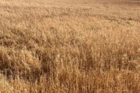 Hayrabolu’da dolu yağışı tarım arazilerine zarar verdi