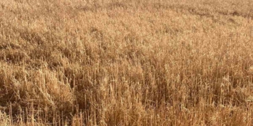 Hayrabolu’da dolu yağışı tarım arazilerine zarar verdi