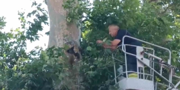 İple ağaçta asılı kalan karga kurtarıldı
