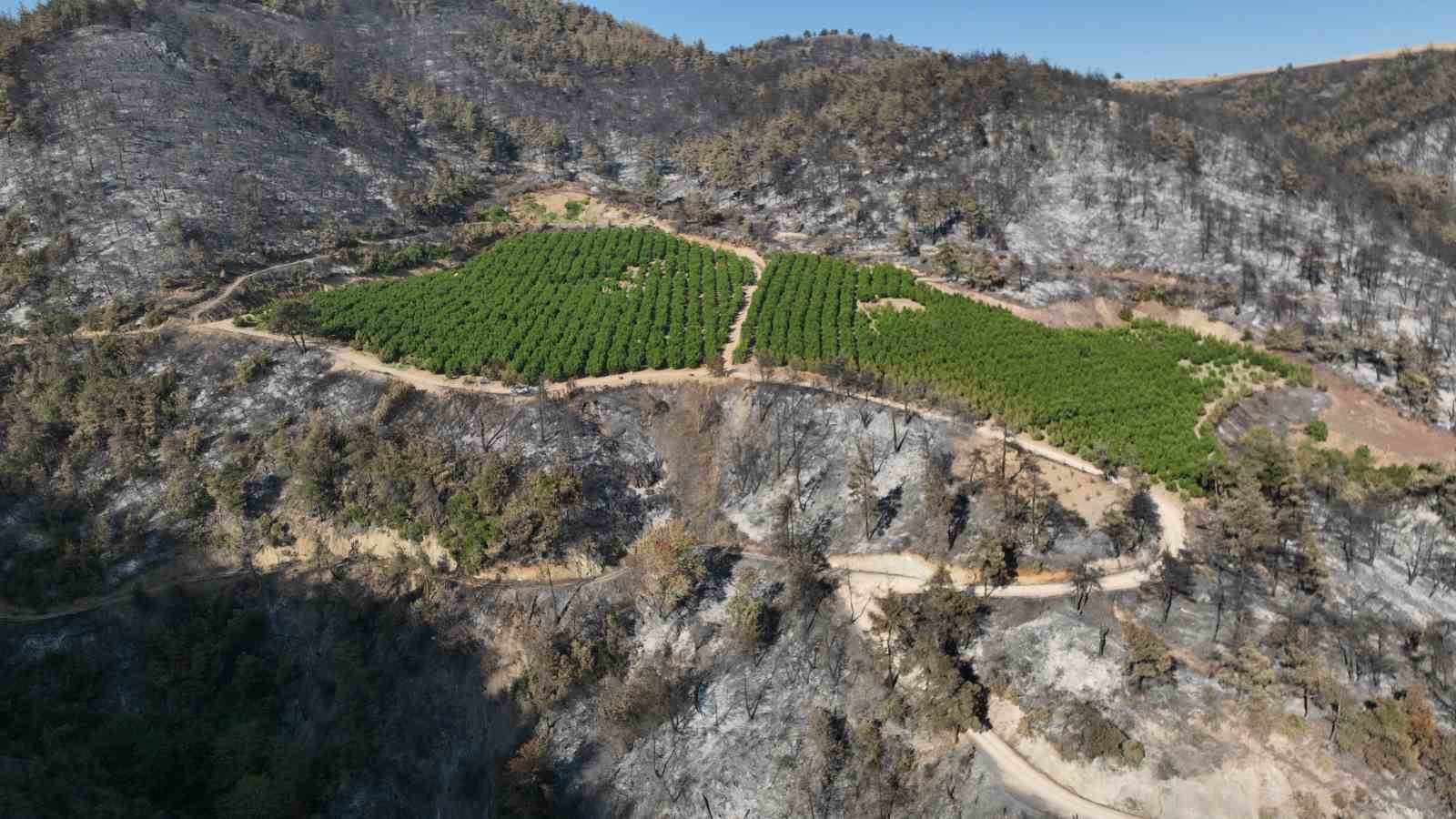 Türkiye’nin yüreğini yakan yangında yüzleri gülümseten görüntü