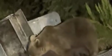 Uludağ’da aç kalan ayılar çöplere dadandı