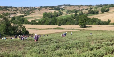 Kekik hasadı başladı, kullanım alanı çok fazla