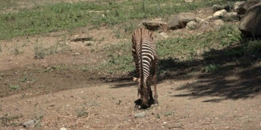 Bursa Hayvanat Bahçesi’nde zebra ailesi genişliyor