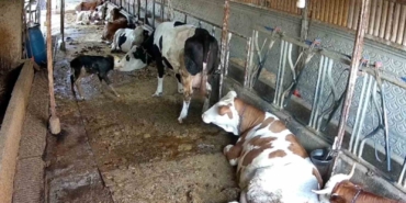Zincirli anne ile yeni doğan buzağının kavuşma mücadelesi