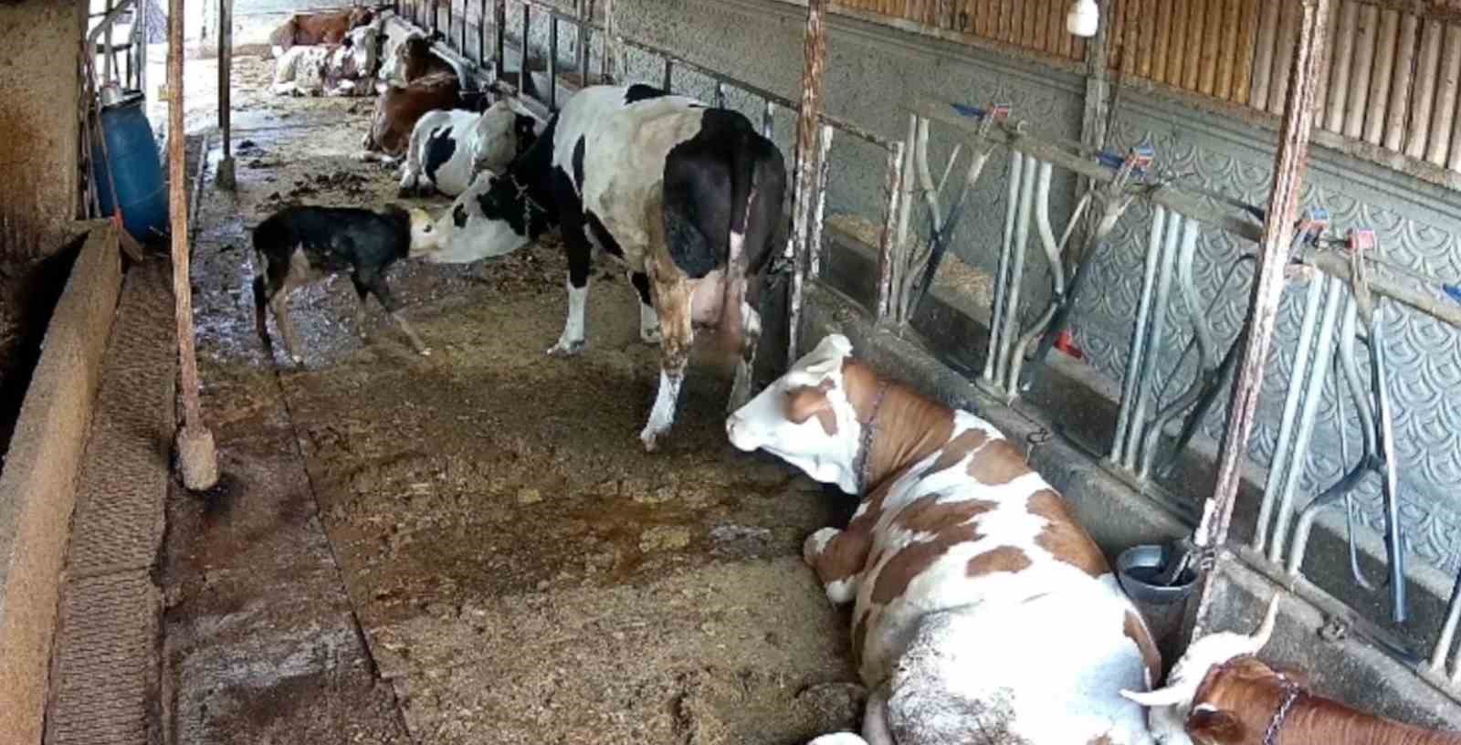 Zincirli anne ile yeni doğan buzağının kavuşma mücadelesi