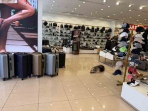 İstanbul’da sıcaktan bunalan sokak hayvanları klimalı mağazalara sığındı