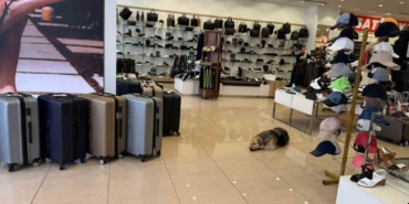 İstanbul’da sıcaktan bunalan sokak hayvanları klimalı mağazalara sığındı