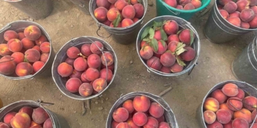 Bursa şeftalisinde hasat başladı çiftçi fiyattan memnun