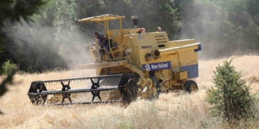 Siyez buğdayında hasat bereketi