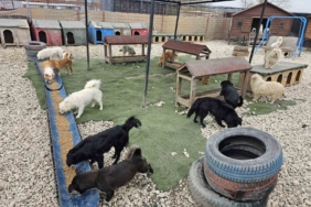 Potadan Patiye Projesi ile Hepsiburada’dan sokak hayvanlarına 4 tonu aşan mama desteği