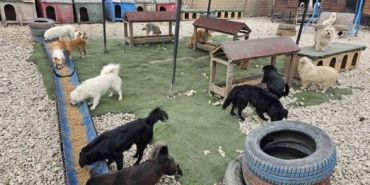Potadan Patiye Projesi ile Hepsiburada’dan sokak hayvanlarına 4 tonu aşan mama desteği