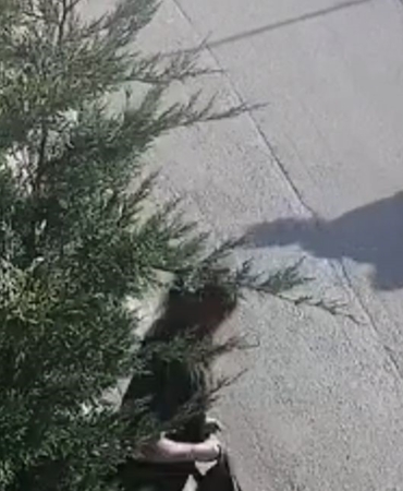 İşe giderken sokak köpekleri saldırdı, genç kadın canını zor kurtardı