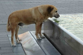 Taksim’de sıcak hava bunalttı: Vatandaşlar gölgelere akın etti