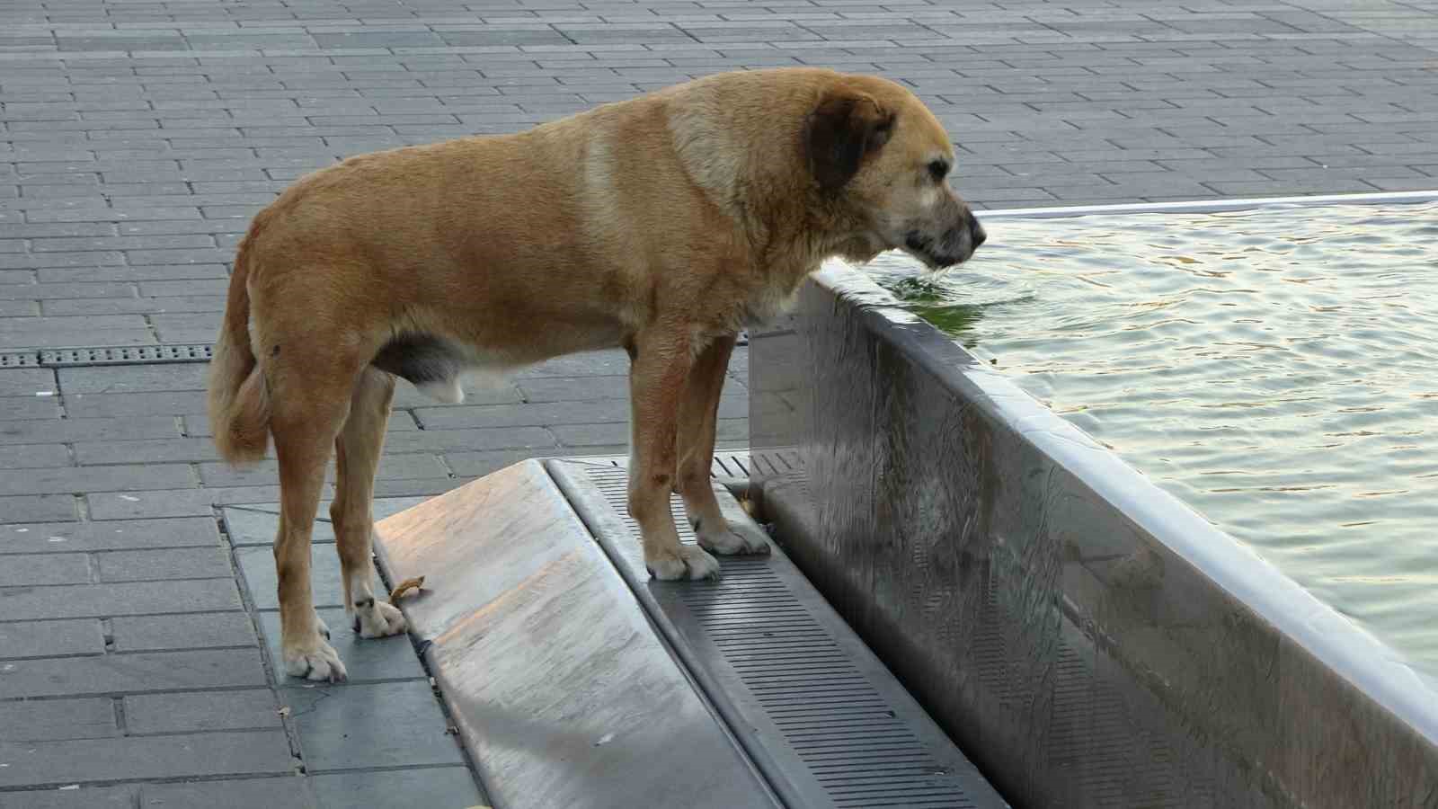 Taksim’de sıcak hava bunalttı: Vatandaşlar gölgelere akın etti