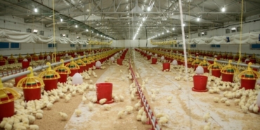 Şenpiliç ekosistemi sözleşmeli çiftliklerle geçen yıl 4 bin 200 kişiye istihdam sağladı