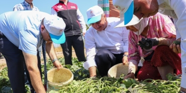 Sındırgı’da Vali İsmail Ustaoğlu kornişon hasadına katıldı