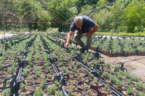 Uludağ etekleri lavanta kokacak