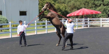 TİGEM tay satışından tek seferde 23 milyon 45 bin liralık gelir elde etti