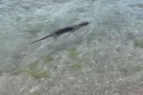 Nesli tükenmekte olan su samuru Silivri Parkköy’de görüldü