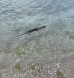 Nesli tükenmekte olan su samuru Silivri Parkköy’de görüldü