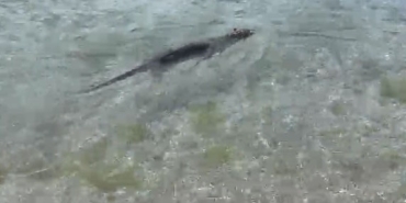 Nesli tükenmekte olan su samuru Silivri Parkköy’de görüldü