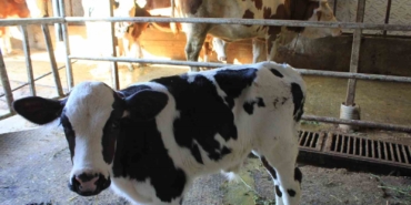 Tarım ve Orman Bakanı Yardımcısı Gümen’den TARPOL’un "şap raporu"na tepki