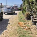Köpeğe çarpan motosikletli yaralandı