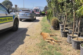 Köpeğe çarpan motosikletli yaralandı