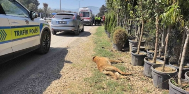 Köpeğe çarpan motosikletli yaralandı