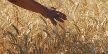 Makarnalık buğdayın fiyatı arttı ekmeklik aynı kaldı