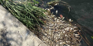 Maltepe Süreyyapaşa Barajı’nda şüpheli balık ölümleri vatandaşları endişelendiriyor