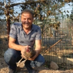 Yangından kaçıp kurtulan tavuk kümesine geri döndü